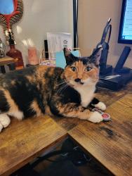 Lost Female Cat last seen Lockhaven, Keizer, OR 97303