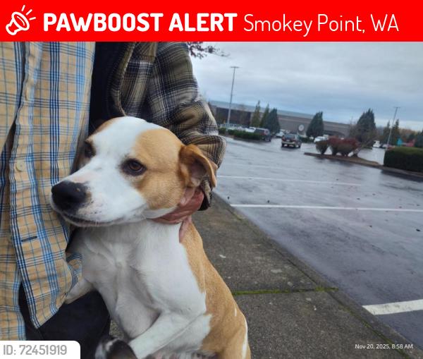 Lost Female Dog last seen Smoky point motor in, Smokey Point, WA 98223