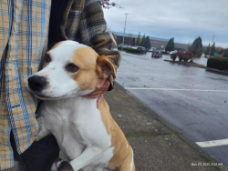 Lost Female Dog last seen Smoky point motor in, Smokey Point, WA 98223