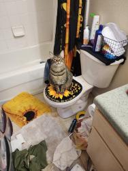 Lost Male Cat last seen Blanding and Dulay, Jacksonville, FL 32244