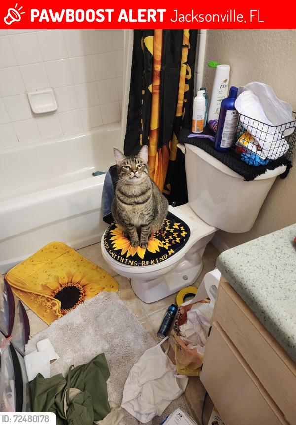Lost Male Cat last seen Blanding and Dulay, Jacksonville, FL 32244