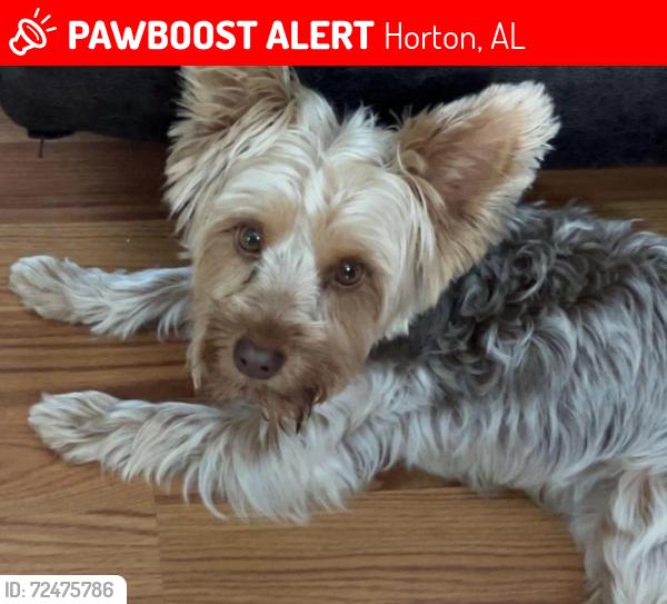 Lost Female Dog last seen Horton cut off road , Horton, AL 35980