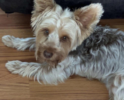 Lost Female Dog last seen Horton cut off road , Horton, AL 35980