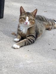 Lost Male Cat last seen Lancewood Street, Union Park, FL 32817