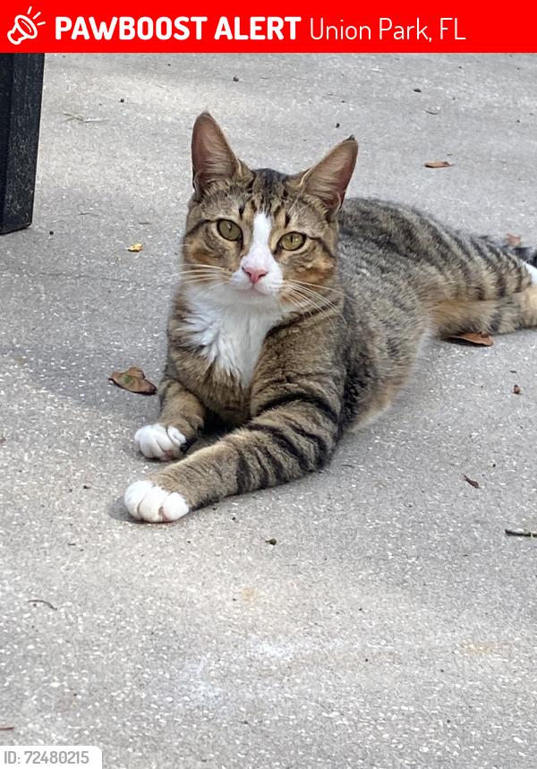 Lost Male Cat last seen Lancewood Street, Union Park, FL 32817