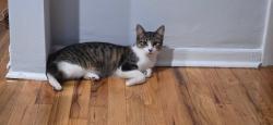 Lost Female Cat last seen Ash and Merrick , Valley Stream, NY 11580