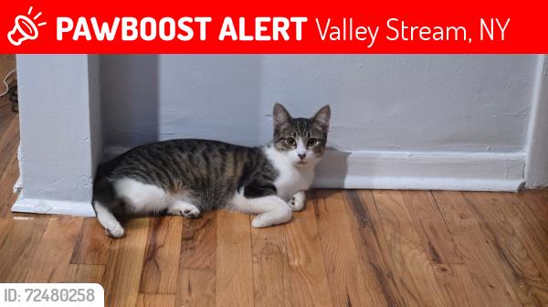 Lost Female Cat last seen Ash and Merrick , Valley Stream, NY 11580