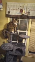 Lost Male Cat last seen Lebanon rd, Mebane, NC 27302