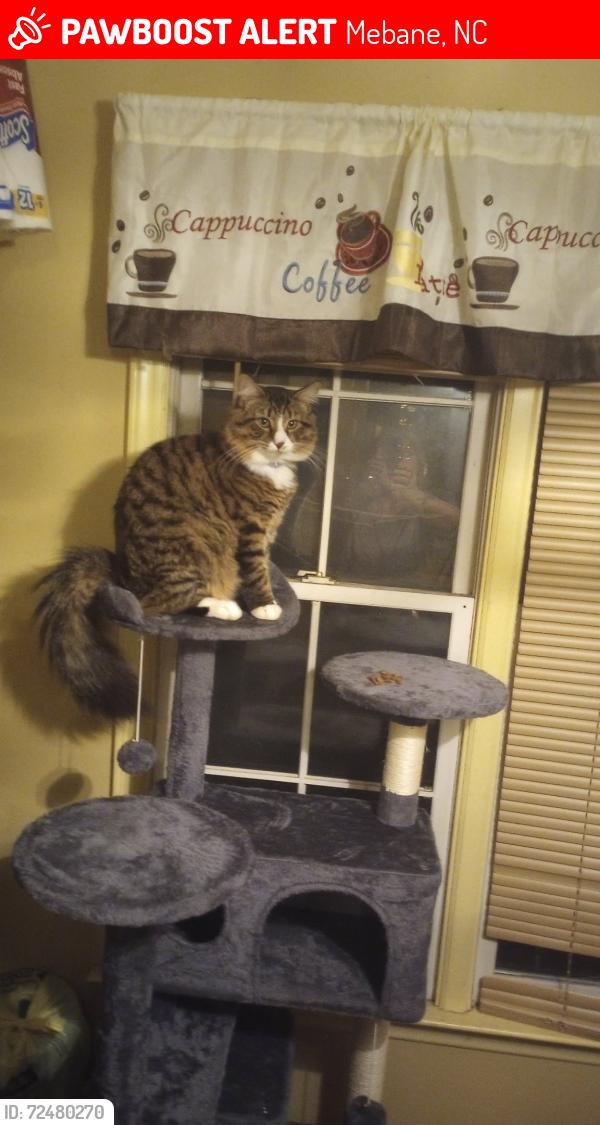 Lost Male Cat last seen Lebanon rd, Mebane, NC 27302
