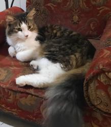 Lost Female Cat last seen Forest hills drive and royal palm blvd, Coral Springs, FL 33065