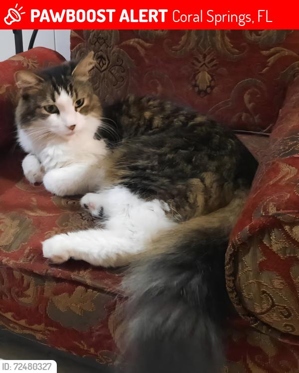Lost Female Cat last seen Forest hills drive and royal palm blvd, Coral Springs, FL 33065
