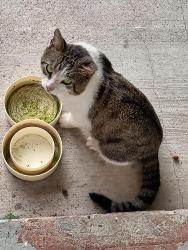 Lost Male Cat last seen East Seminole and James , Lakewood Park, FL 34951