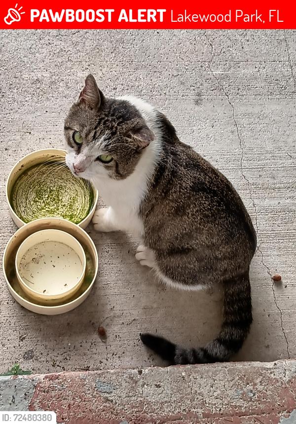 Lost Male Cat last seen East Seminole and James , Lakewood Park, FL 34951