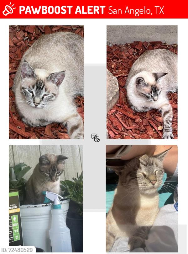 Lost Female Cat last seen Day Head Start School, San Angelo, TX 76903