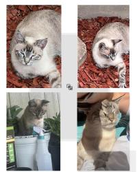 Lost Female Cat last seen Day Head Start School, San Angelo, TX 76903