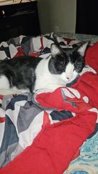 Lost Male Cat last seen Fruitdale and Bascum, San Jose, CA 95128