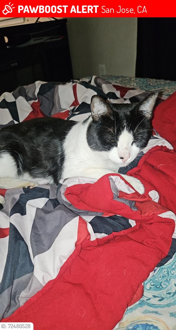 Lost Male Cat last seen Fruitdale and Bascum, San Jose, CA 95128