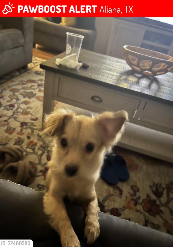 Lost Female Dog last seen Sauki Aliana Community , Aliana, TX 77407