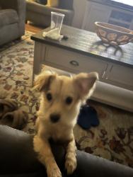 Lost Female Dog last seen Sauki Aliana Community , Aliana, TX 77407