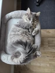 Lost Female Cat last seen Laura Heights Subdivision , San Antonio, TX 78254
