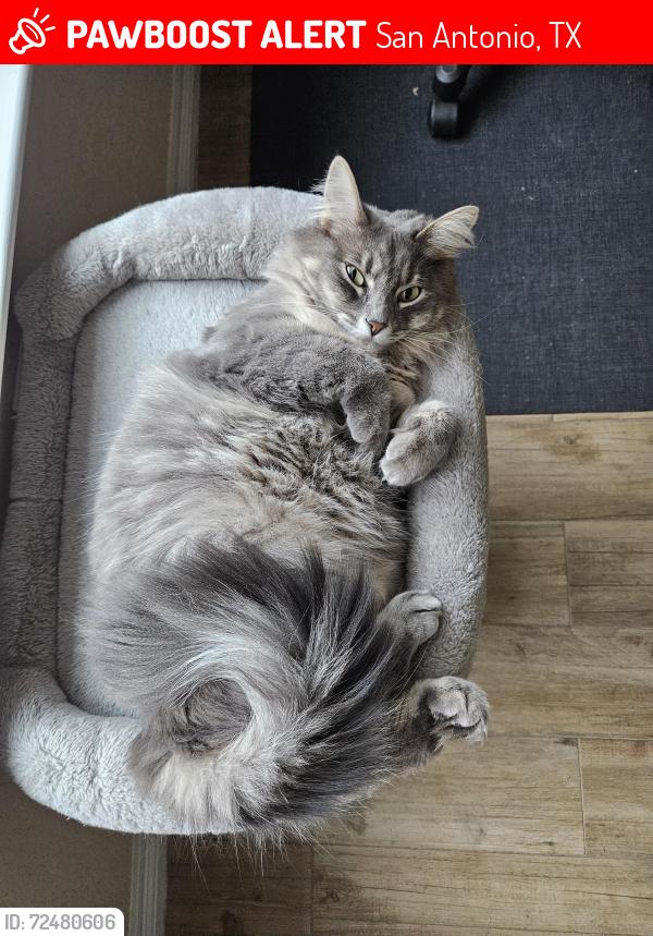 Lost Female Cat last seen Laura Heights Subdivision , San Antonio, TX 78254
