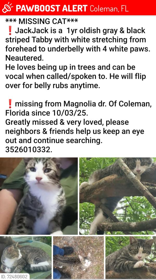 Lost Male Cat last seen Evants st. & Crate Mill Rd of Coleman,Fl, Coleman, FL 33521
