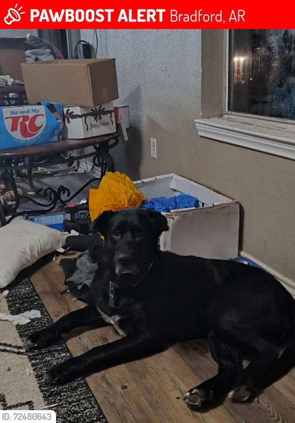 Lost Female Dog last seen Jackson 6 , Bradford, AR 72020