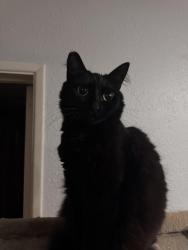 Lost Female Cat last seen Katella Ave + S. Garden Dr, Anaheim, CA 92804