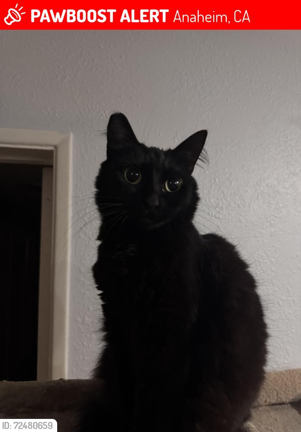Lost Female Cat last seen Katella Ave + S. Garden Dr, Anaheim, CA 92804