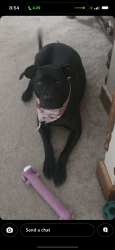Lost Female Dog last seen Myran Park, New Auburn, WI 54757