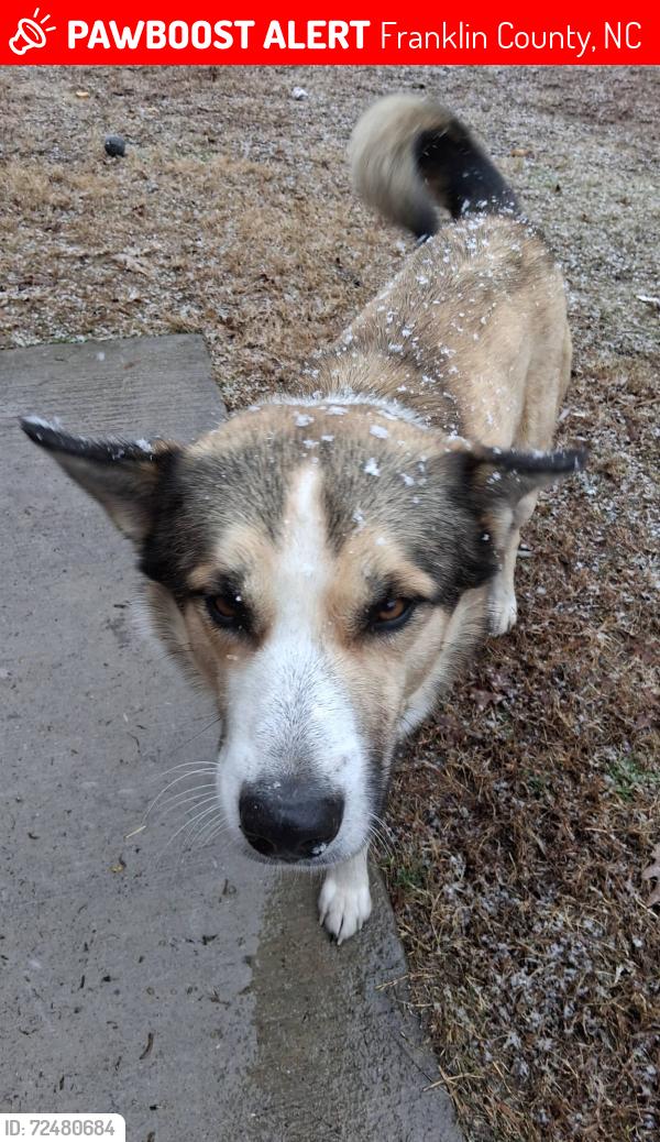 Lost Male Dog last seen Hwy 581, Franklin County, NC 27549
