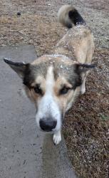 Lost Male Dog last seen Hwy 581, Franklin County, NC 27549
