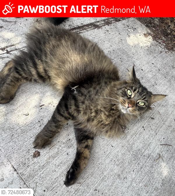Lost Male Cat last seen 161st pl ne and ne 100th st, Redmond, WA 98052