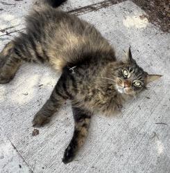 Lost Male Cat last seen 161st pl ne and ne 100th st, Redmond, WA 98052