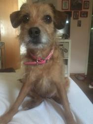 Lost Female Dog last seen Muir rd and morello way, Martinez, CA 94553