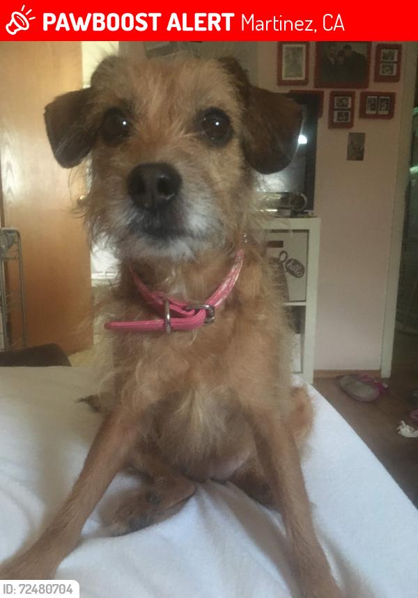 Lost Female Dog last seen Muir rd and morello way, Martinez, CA 94553
