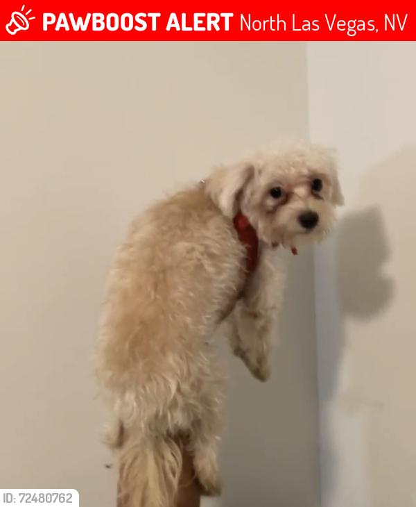 Lost Male Dog last seen Gowan and Valley , North Las Vegas, NV 89032