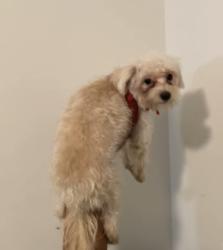 Lost Male Dog last seen Gowan and Valley , North Las Vegas, NV 89032