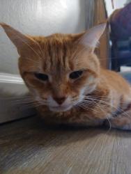 Lost Male Cat last seen Delaware St. Mohawk St. Dixon St , Allentown, PA 18103