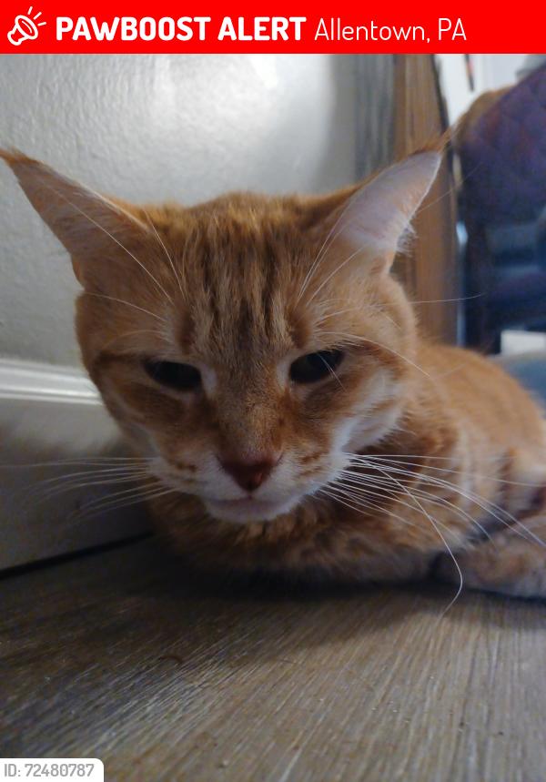 Lost Male Cat last seen Delaware St. Mohawk St. Dixon St , Allentown, PA 18103