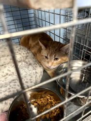 Lost Male Cat last seen Outside the Catty Shack heading into stoney creek meadows, London, ON N5X 2T3