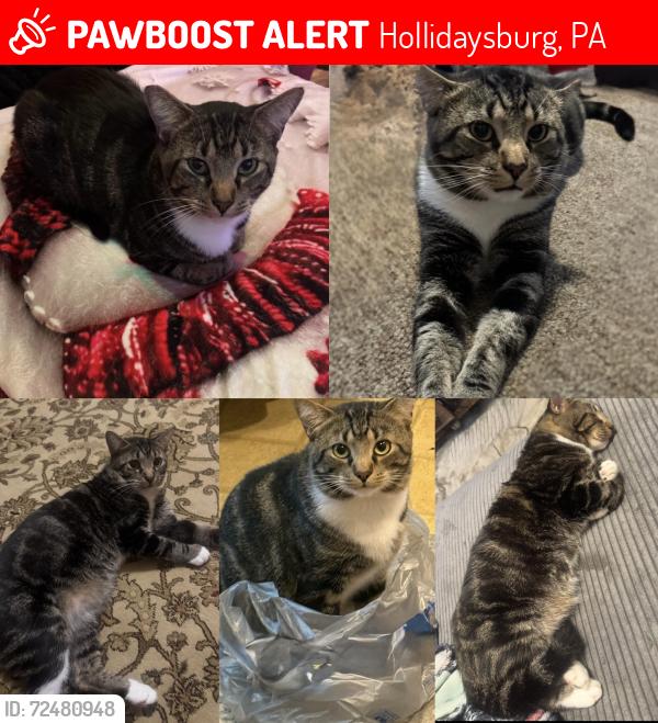 Lost Male Cat last seen Walnut street Hollidaysburg , Hollidaysburg, PA 16648