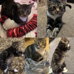 Lost Male Cat last seen Walnut street Hollidaysburg , Hollidaysburg, PA 16648
