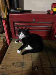 Lost Female Cat last seen Airport Rd , Jonesboro, AR 72401