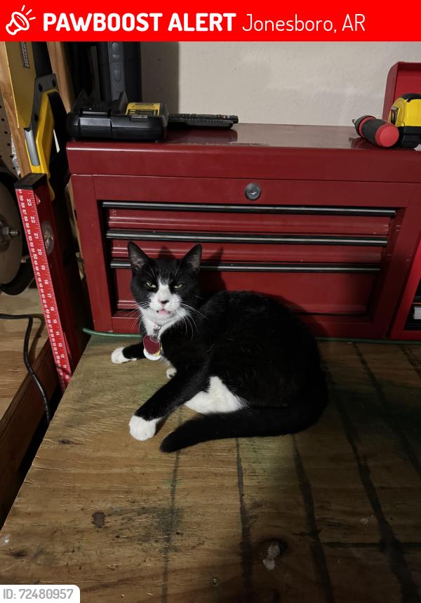 Lost Female Cat last seen Airport Rd , Jonesboro, AR 72401