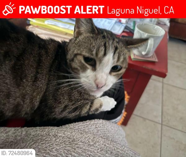 Lost Female Cat last seen Major Cross Streets Golden Lantern & Shark Bay (formerly Paseo Escuela), Laguna Niguel, CA 92677