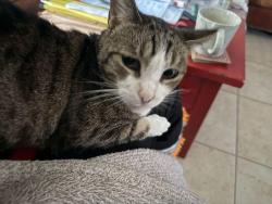Lost Female Cat last seen Major Cross Streets Golden Lantern & Shark Bay (formerly Paseo Escuela), Laguna Niguel, CA 92677