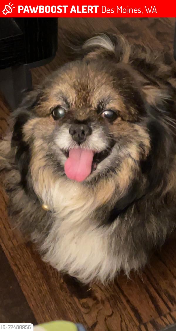 Lost Male Dog last seen 25th Ave S Des Moines , Des Moines, WA 98198