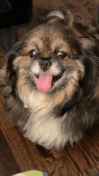 Lost Male Dog last seen 25th Ave S Des Moines , Des Moines, WA 98198