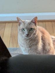Lost Male Cat last seen Lorings Square Subdivision: Lyons Way and Habersham Rd. where it crosses John Ward Rd., Marietta, GA 30064